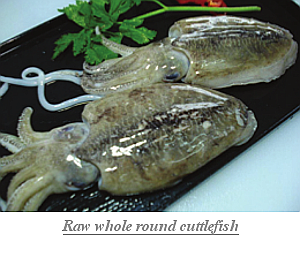 Raw_whole_round_cuttlefish